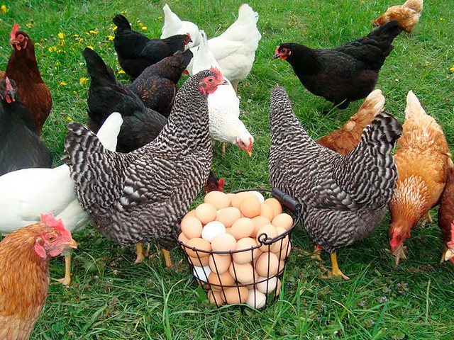 Содержание кур и уход за ними | ЗооТом - продажа, вязка и услуги для животных в Солнечногорске