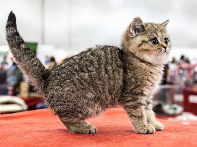 Породы кошек в Солнечногорске | ЗооТом портал о животных