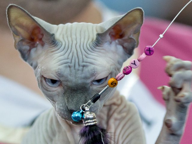 Выставки кошек в Солнечногорске | ЗооТом портал о животных