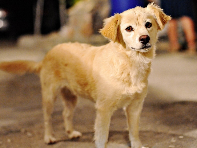 Породы собак в Солнечногорске | ЗооТом портал о животных