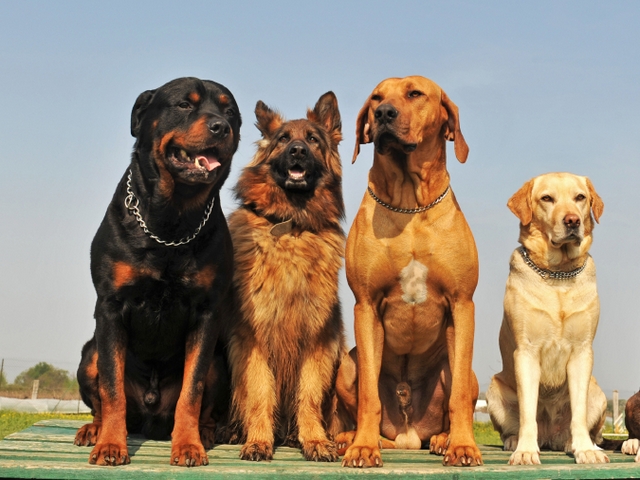 Крупные породы собак в Солнечногорске | ЗооТом портал о животных